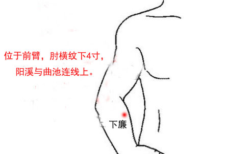 下廉穴的简易找法，下廉的准确位置图和作用