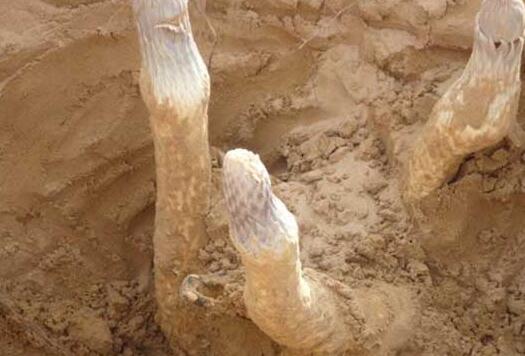 肉苁蓉的功效与副作用，肉苁蓉三种人不能吃