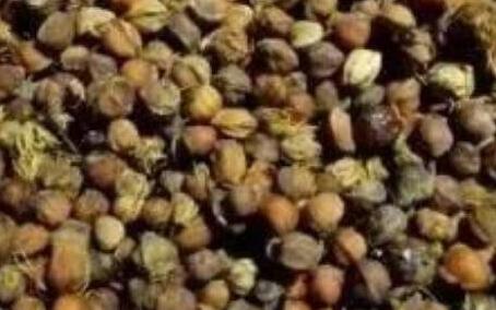 柏树籽的作用与功效，柏树籽的禁忌及食用方法