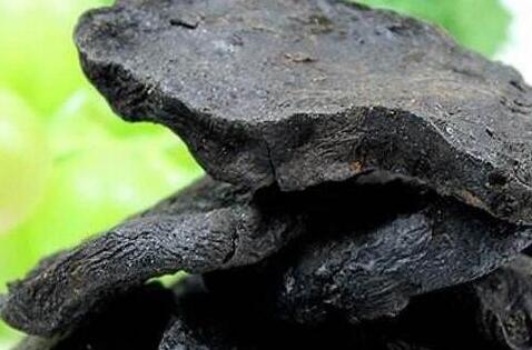 中药何首乌的功效与作用及禁忌症