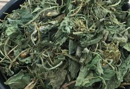 地丁草泡水喝的功效，地丁草的副作用与禁忌