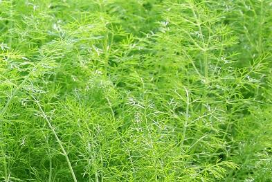 茴香不能和什么一起吃，为什么晚上不宜吃茴香