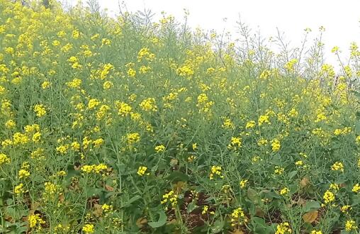 花青素的功效与作用及禁忌