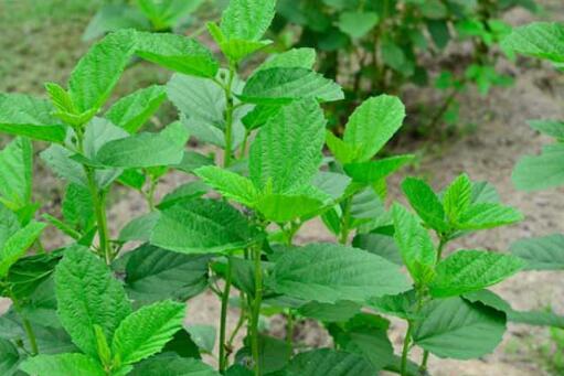 补骨脂的功效与作用及禁忌