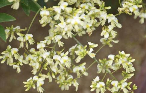 槐花的功效与作用及禁忌，槐花的禁忌人群