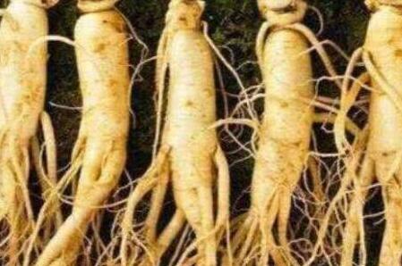 假人参菜的功效与作用，假人参和真人参的区别