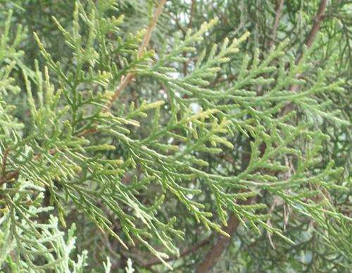 侧柏叶的功效与作用及禁忌