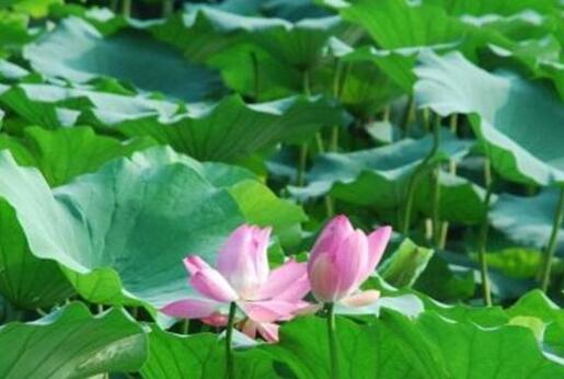 荷叶的功效与作用及禁忌