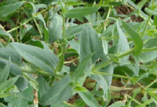 王不留行吃几天下奶，吃王不留行的禁忌