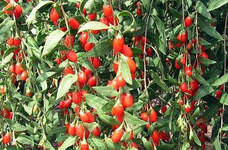 枸杞的功效与作用禁忌及食用方法