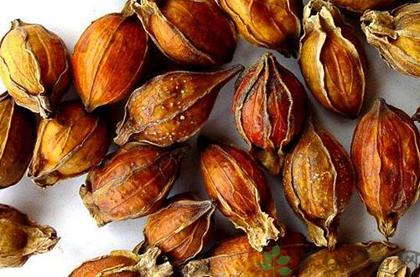 栀子的功效与作用及禁忌