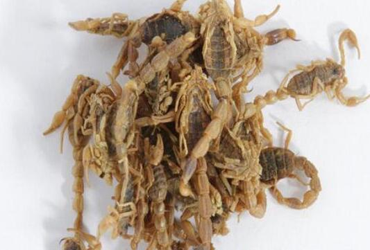 全蝎的功效与作用，全蝎的副作用及禁忌