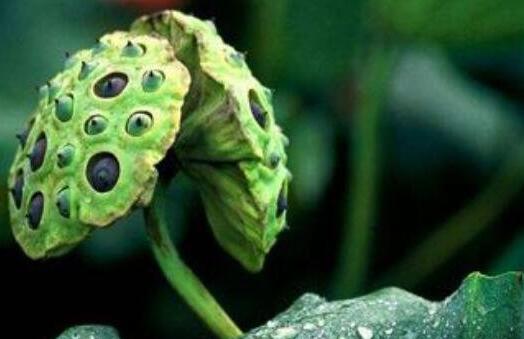 莲蓬的功效与作用及禁忌