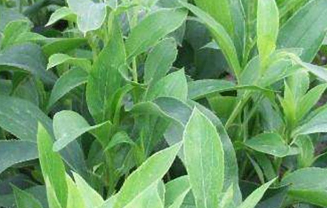 苍术怎么读，苍术泡水喝的功效与作用