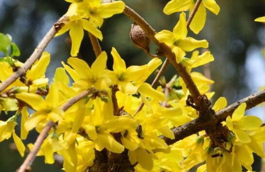 连翘的读音，连翘的功效与作用及禁忌