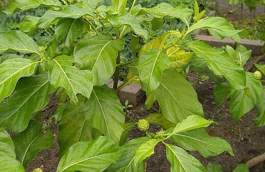 诺丽果酵素的功效与作用，诺丽果酵素的服用方法