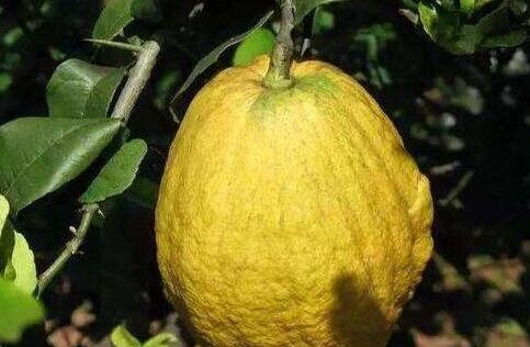 香橼怎么读，香橼的功效与作用禁忌