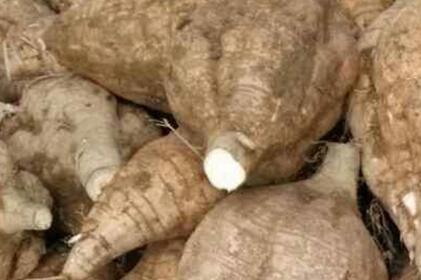 粉葛和葛根是一样的吗，粉葛与葛根的区别