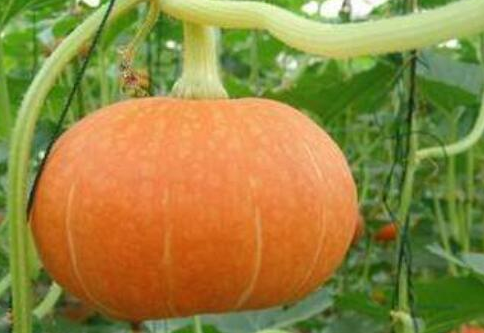 女人经常吃南瓜的好处，女人吃南瓜的功效与作用