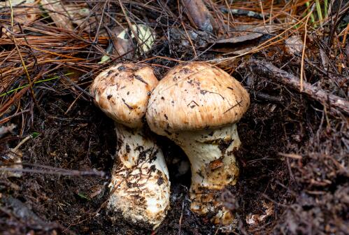 什么人不能吃松茸，松茸不适合吃的人群