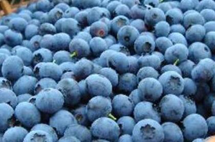 蓝莓吃了会上火吗,哪些人不适合吃蓝莓