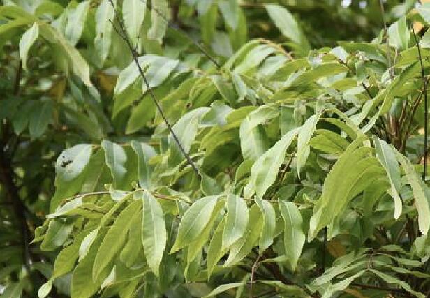 桂圆的功效与作用及禁忌