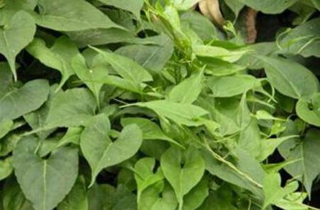 首乌藤和夜交藤一样吗，首乌藤别名叫什么