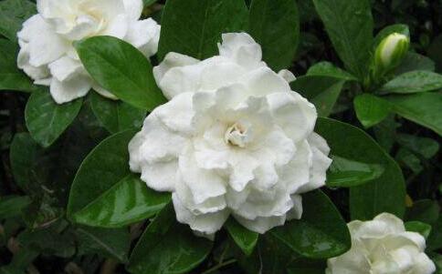 栀子和什么相克,栀子的副作用和禁忌 栀子和什么相克,栀子的副作用和禁忌