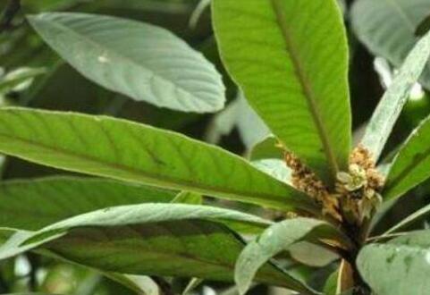 枇杷叶有毒吗，枇杷叶煮水的副作用