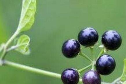 龙葵果怎么吃安全，龙葵果一次吃几粒好