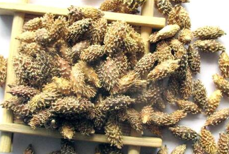 苍耳子泡水喝的功效，苍耳子泡水喝正确方法