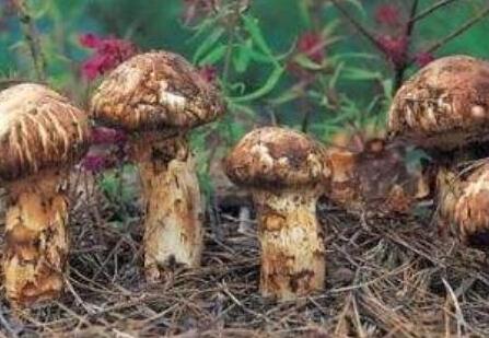 松茸可以生吃吗，吃松茸有什么好处