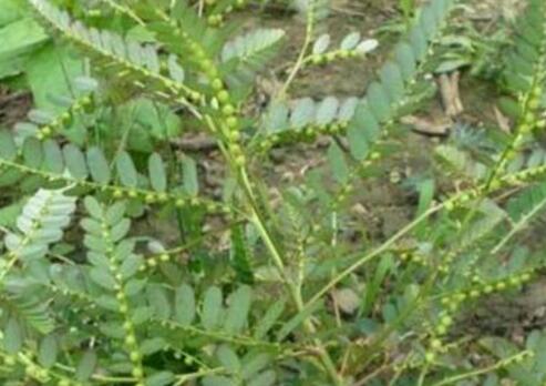 叶下珠能长期泡茶喝吗？叶下珠的副作用有哪些？