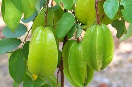 杨桃什么味道，杨桃味道的描述