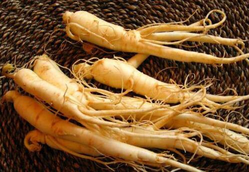 野山参的辨别方法，野人参图片