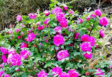 玫瑰花的功效与作用，玫瑰花的禁忌与副作用