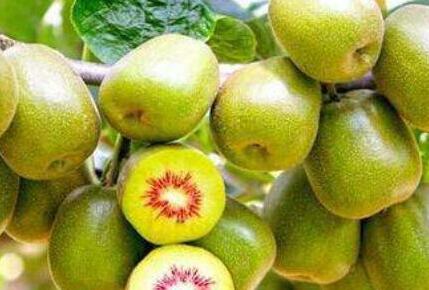 猕猴桃热量高吗，减肥期间能吃吗