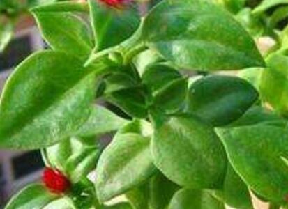 穿心莲的功效与作用及禁忌，穿心莲的食用方法