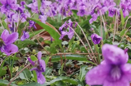 地丁草又叫什么名字，地丁草和紫花地丁一样吗