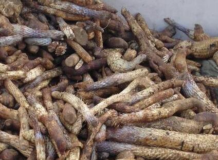 肉苁蓉女人吃功效，女人用肉苁蓉泡水喝什么好处