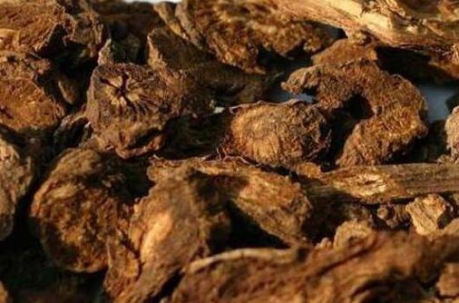 羌活的功效与作用及毒副作用