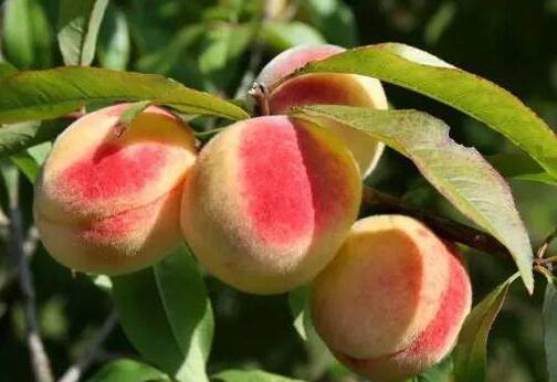 桃子一天最多可以吃几个,桃子吃多了有什么坏处