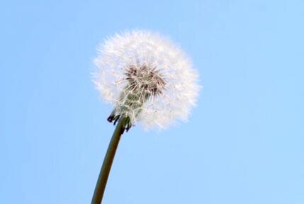 蒲公英根多少钱一斤，蒲公英根泡水喝的功效