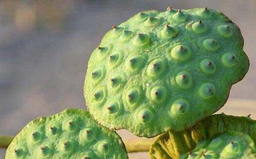 莲蓬生吃有什么功效，莲蓬怎么吃