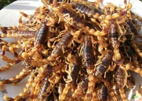 全蝎的功能与主治，吃全蝎不能超过多少天