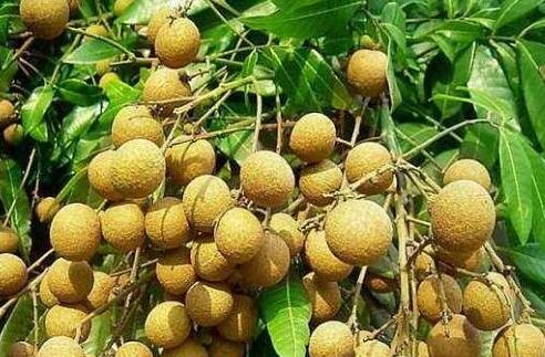 龙眼的功效与作用及禁忌， 吃新鲜龙眼的好处