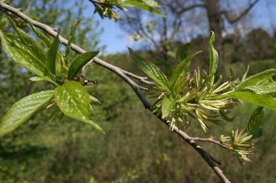 杜仲怎么吃功效最好，杜仲的最佳配伍