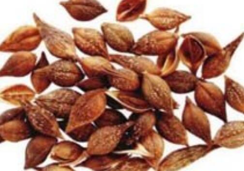 中药连翘的功效与作用及用量