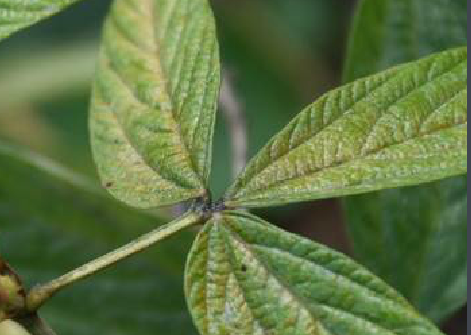 千斤拔搭配什么煲汤好，千斤拔煲猪尾的功效