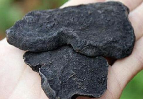 制何首乌的功效和作用及禁忌